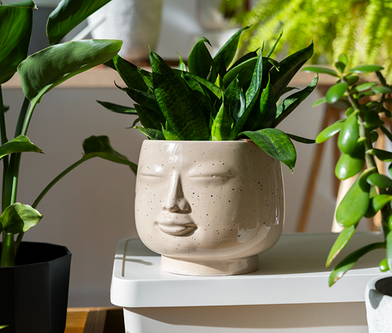 Assorted indoor plants on a table